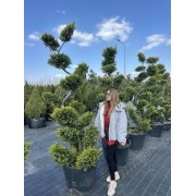 Купресcоципарис Лейланда Каст голд (НІВАКІ) 200-250 см